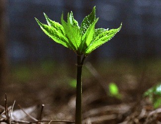 歷史上導致三七價格暴跌的罪魁禍首到底是誰？（一）
